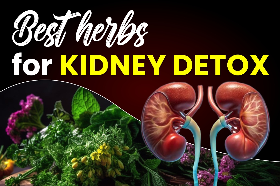Best Herbs for Kidney Detox: Cleanse Naturally in 7 Days